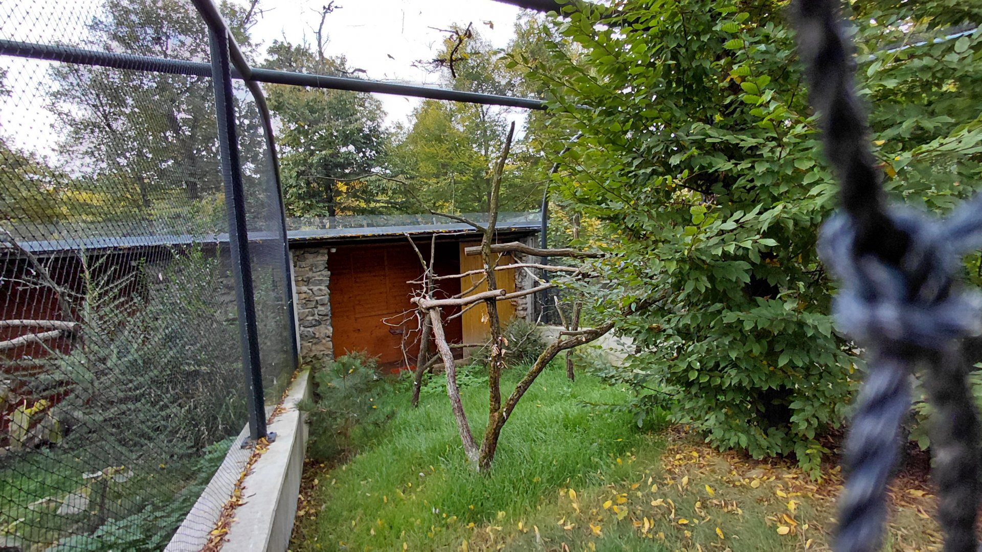 Great horned owl aviary