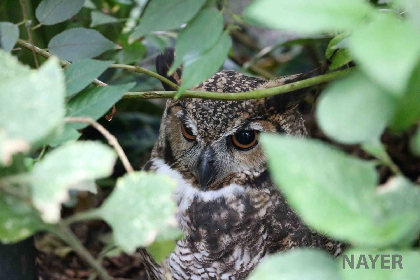 Great horned owl - Bioparque la Reserva, March 2016
