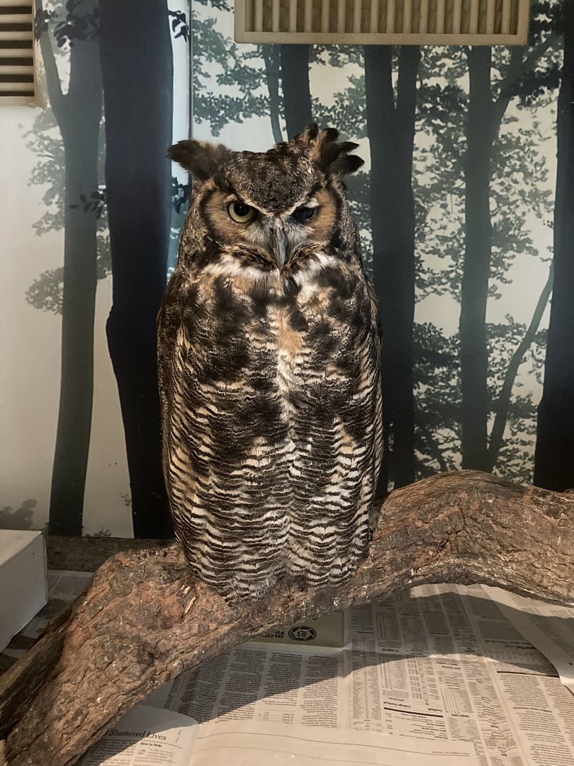 Great Horned Owl (blind in one eye)