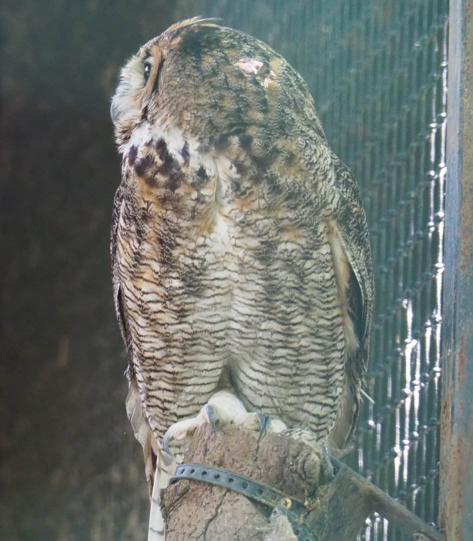 Great horned owl (Bubo virginianus), 2020-06-20