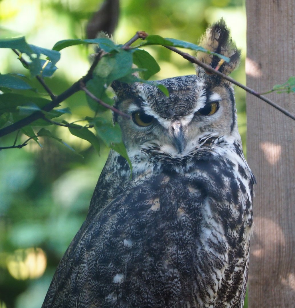 Great horned owl (Bubo virginianus), 2020-09-12