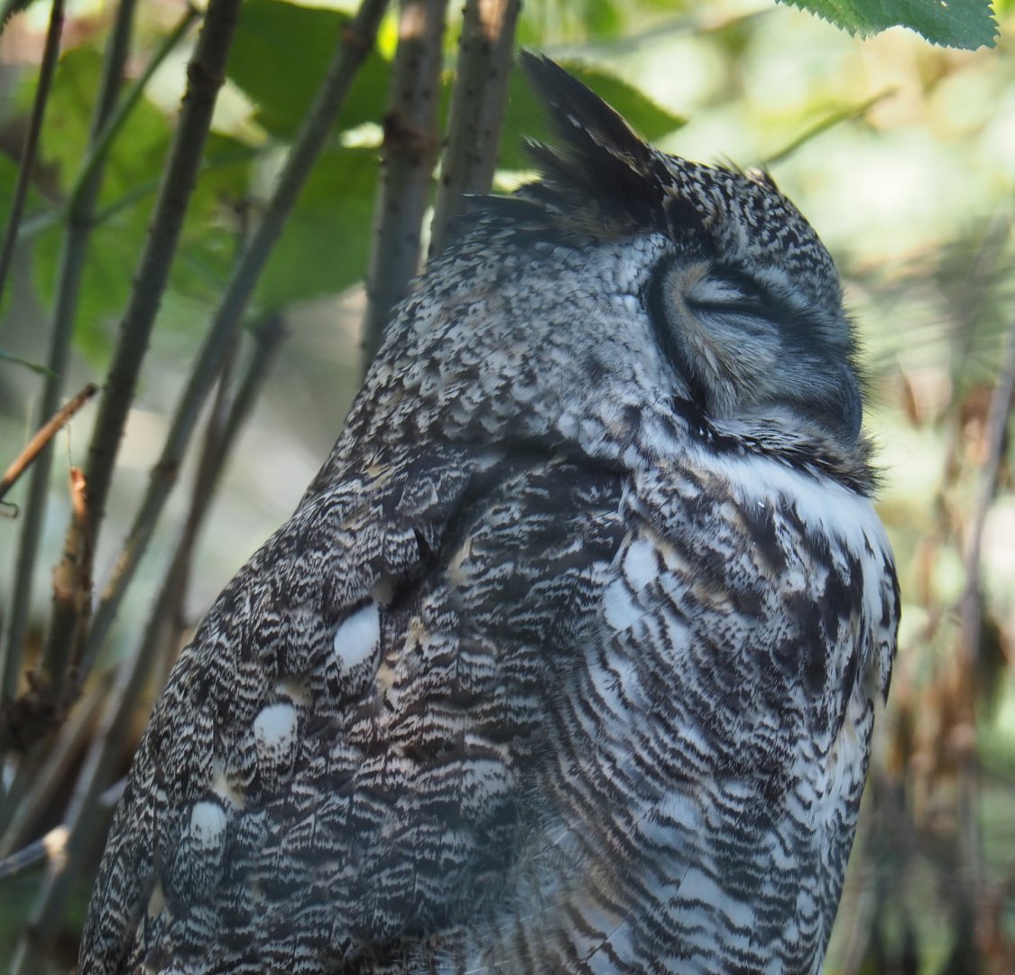 Great horned owl (Bubo virginianus), 2020-09-12