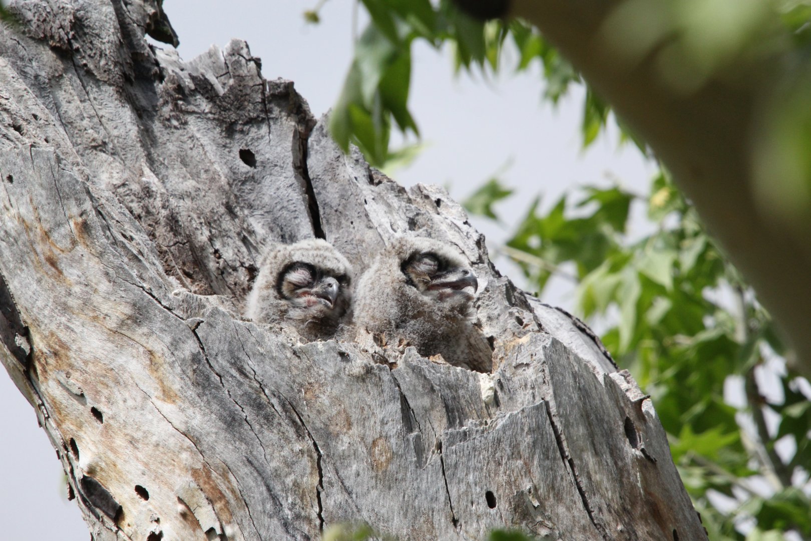 Great Horned Owl (Bubo virginianus) chicks