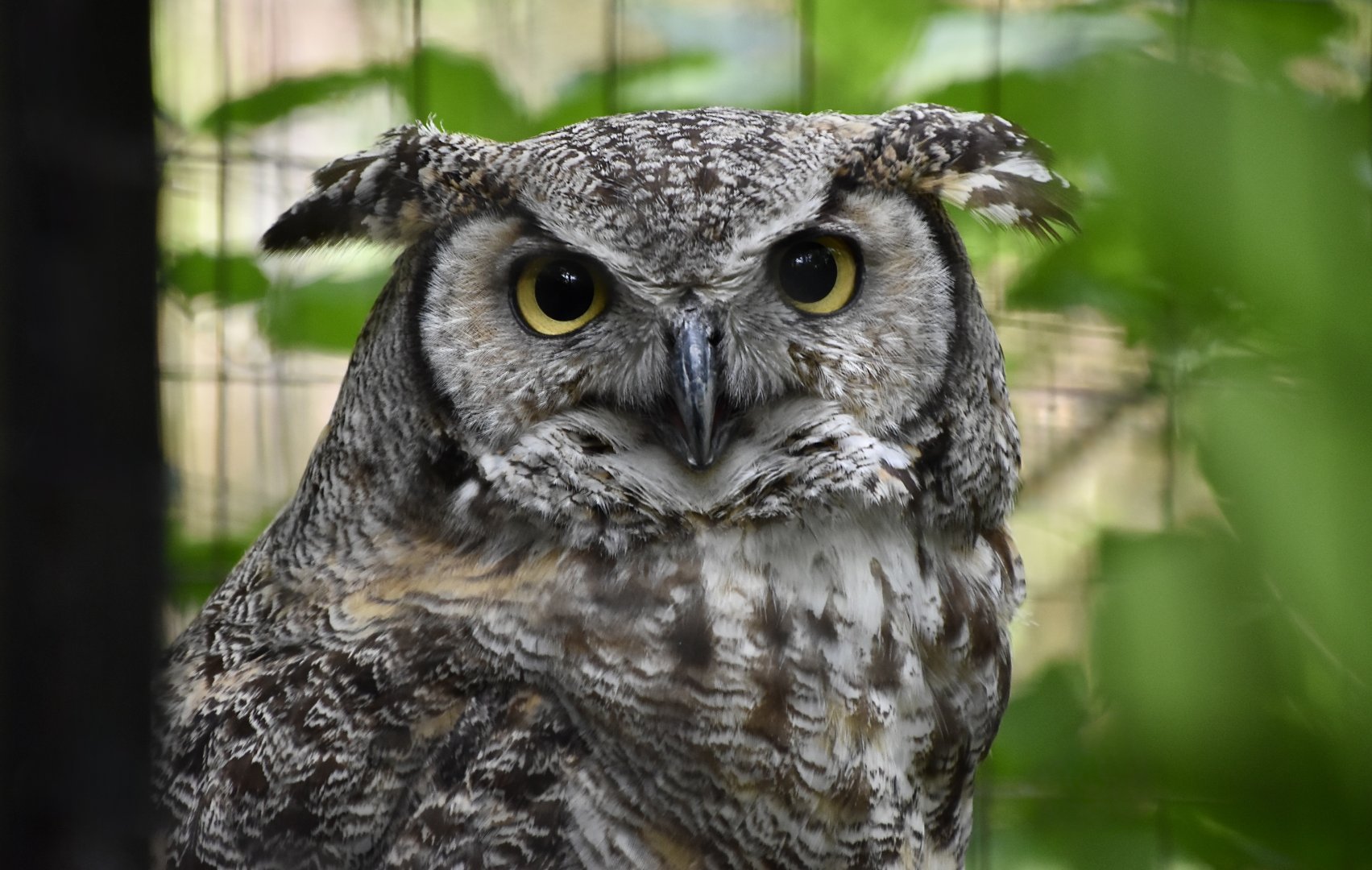 Great Horned Owl (Bubo virginianus) - light gray individual