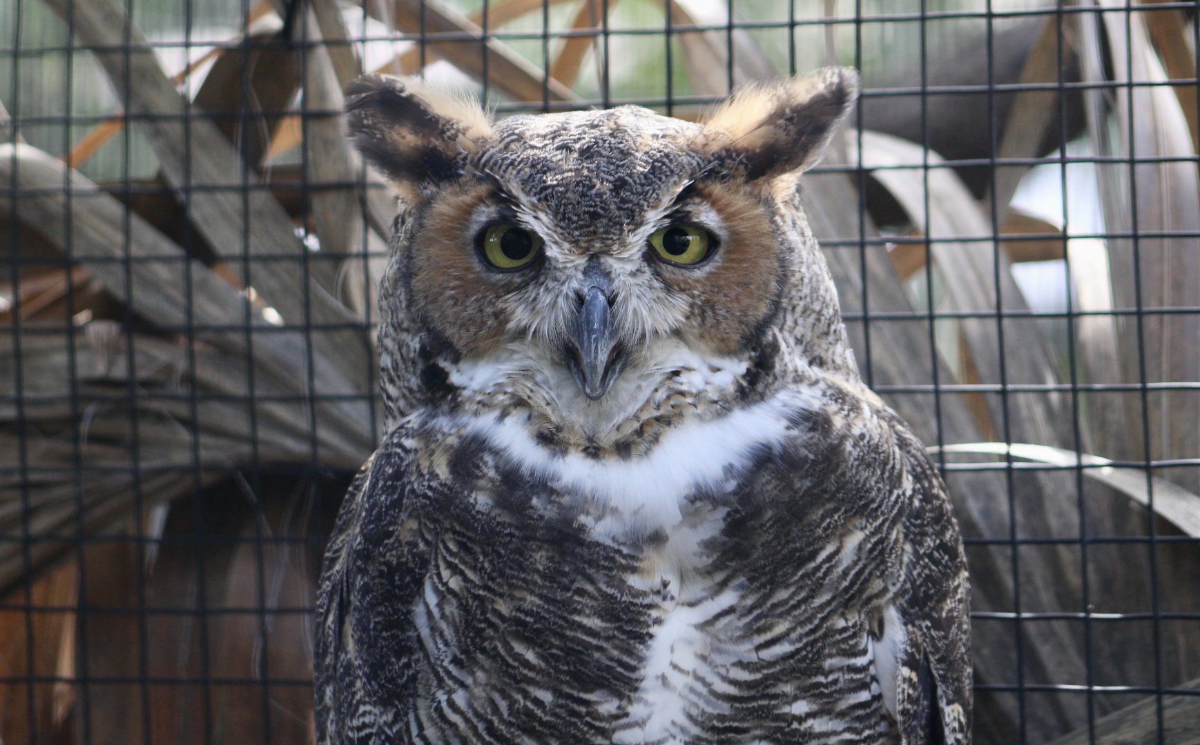 Great Horned Owl (Bubo virginianus virginianus)