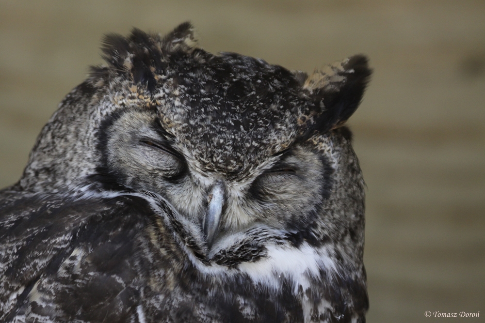 Great Horned Owl (Bubo virginianus)
