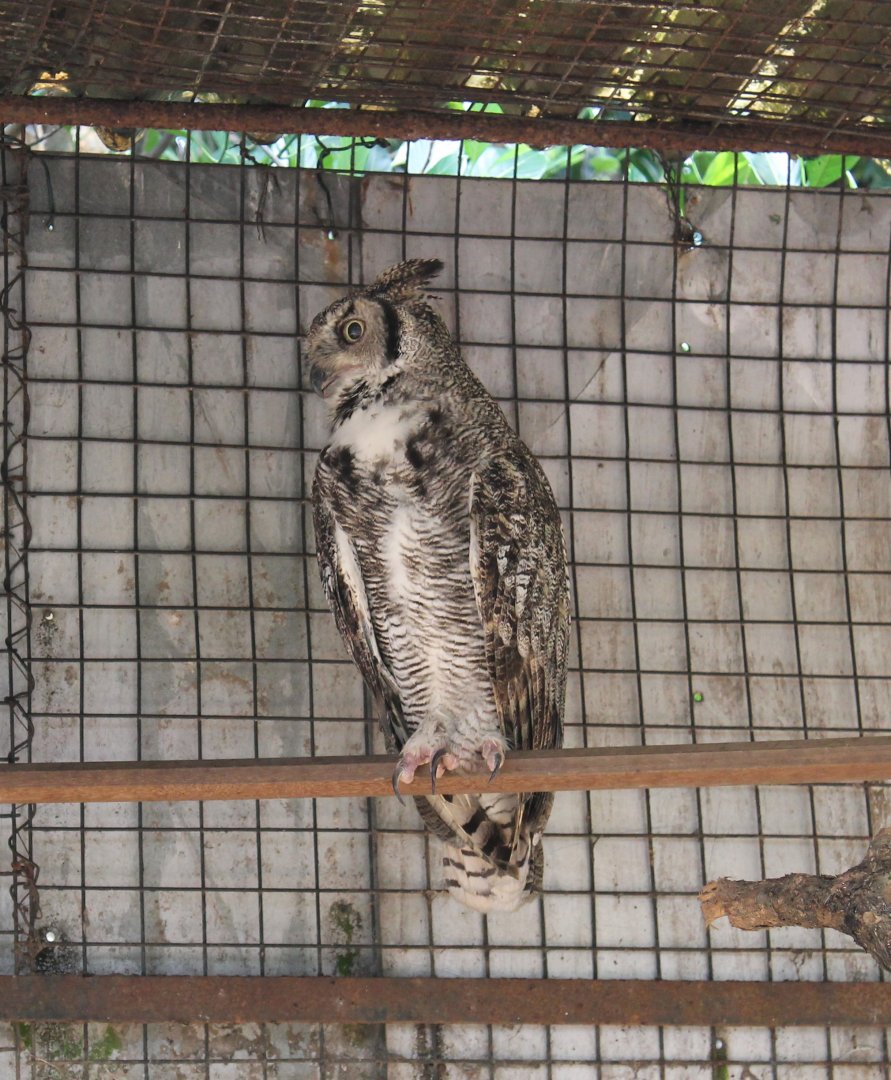Great Horned Owl (Bubo virginianus)