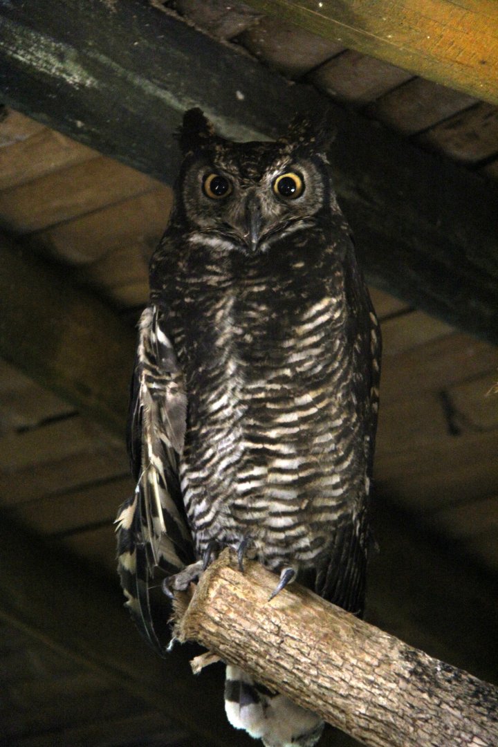 great horned owl (Bubo virginianus)