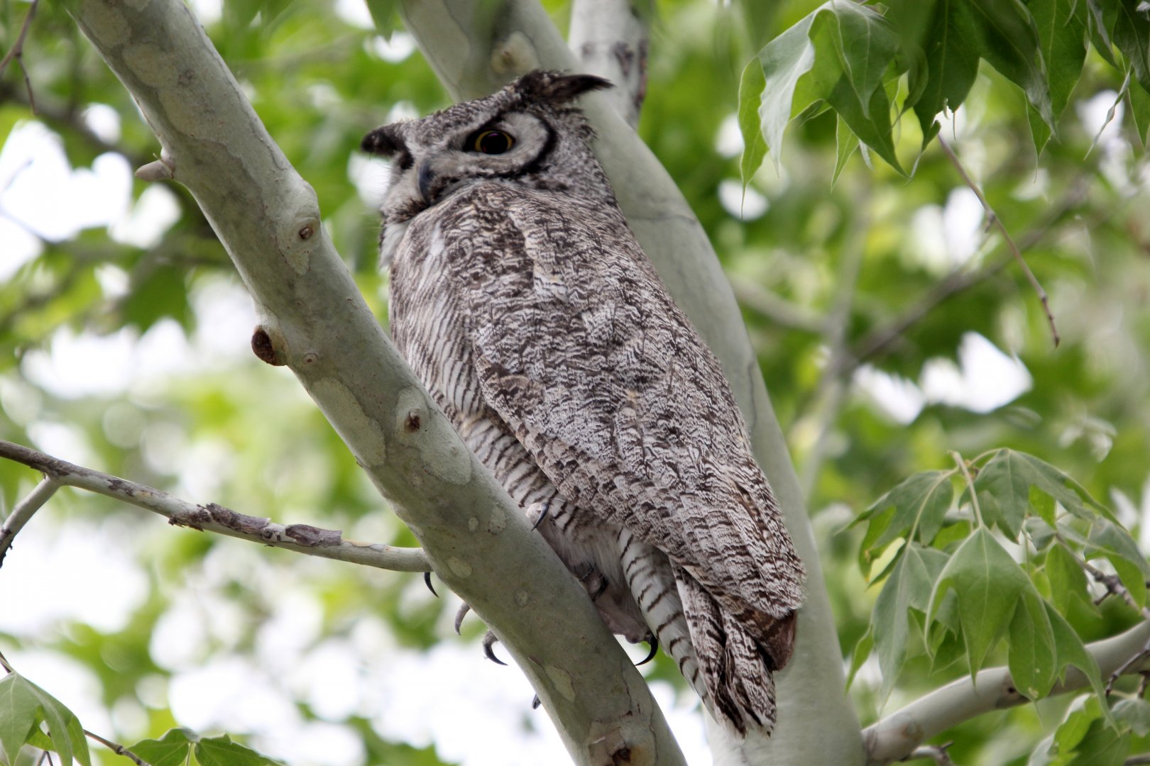 Great Horned Owl (Bubo virginianus)