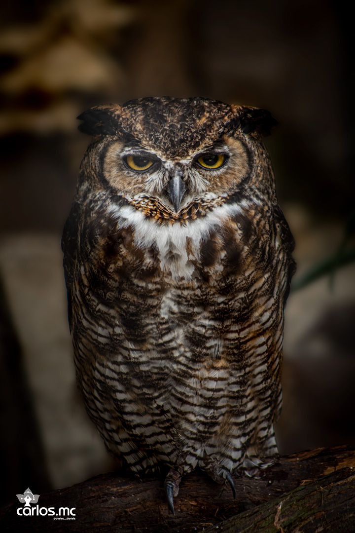 Great Horned Owl (Bubo virginianus)
