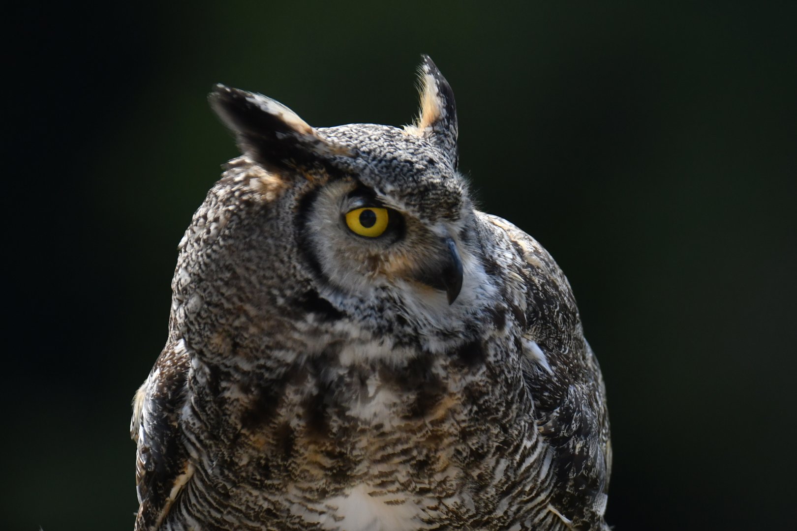 Great Horned Owl Bubo virginianus