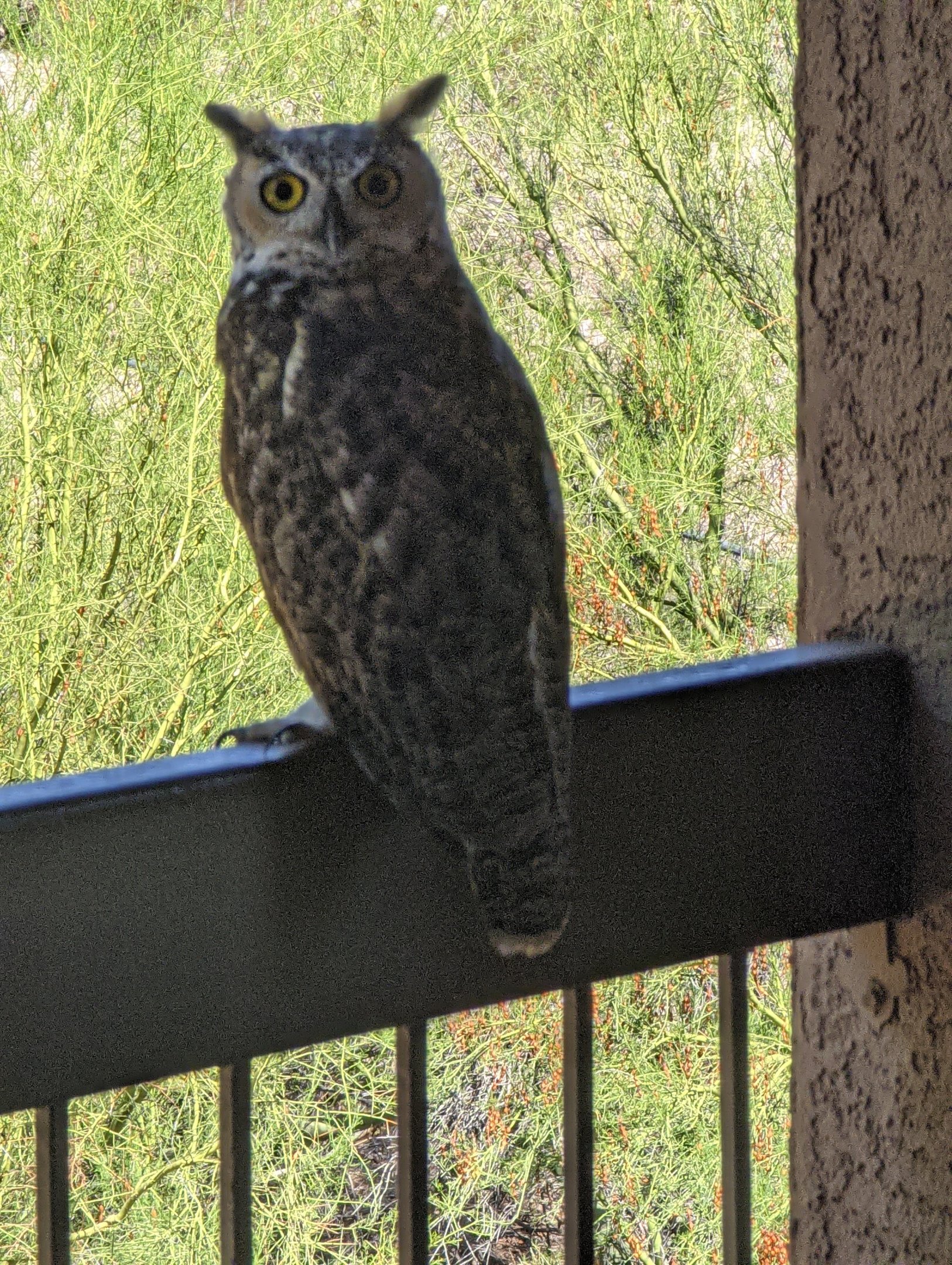 Great horned owl (Bubo virginianus)
