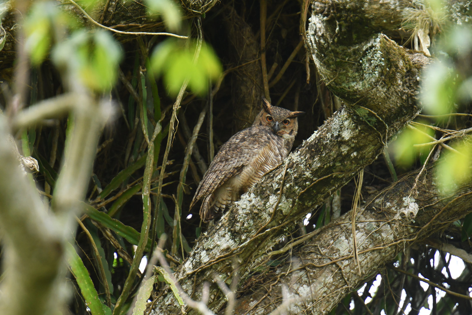 Great Horned Owl Bubo virginianus