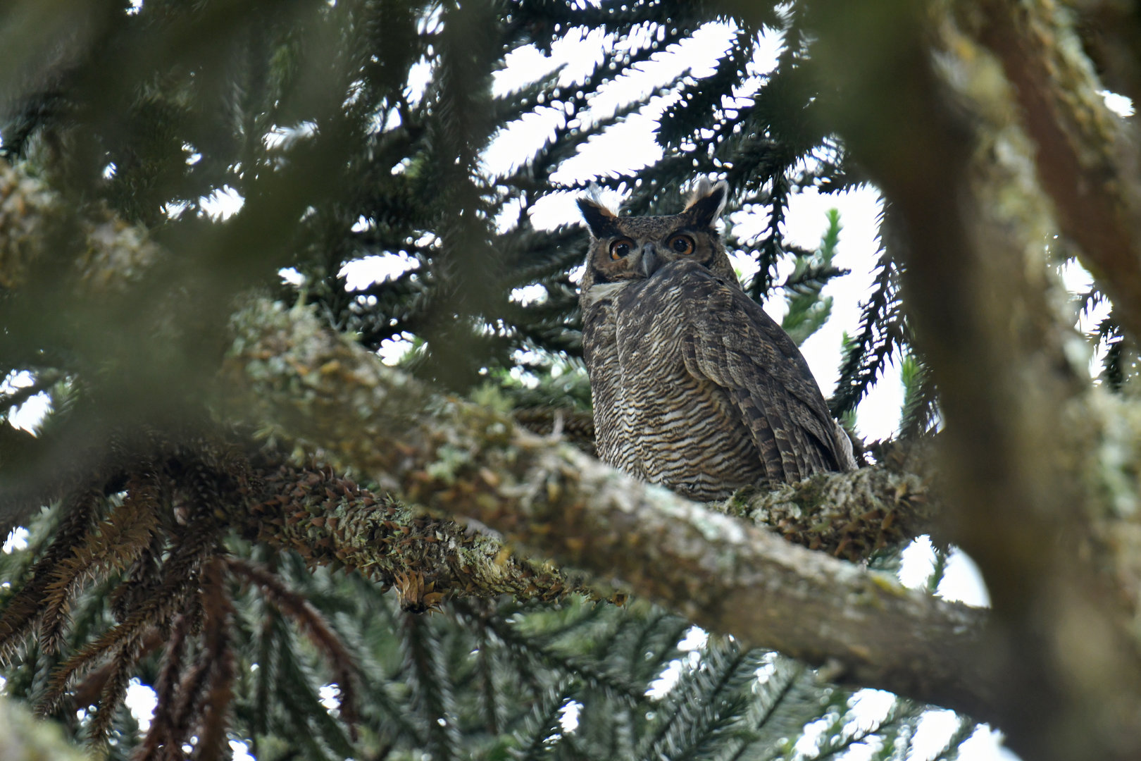 Great Horned Owl Bubo virginianus