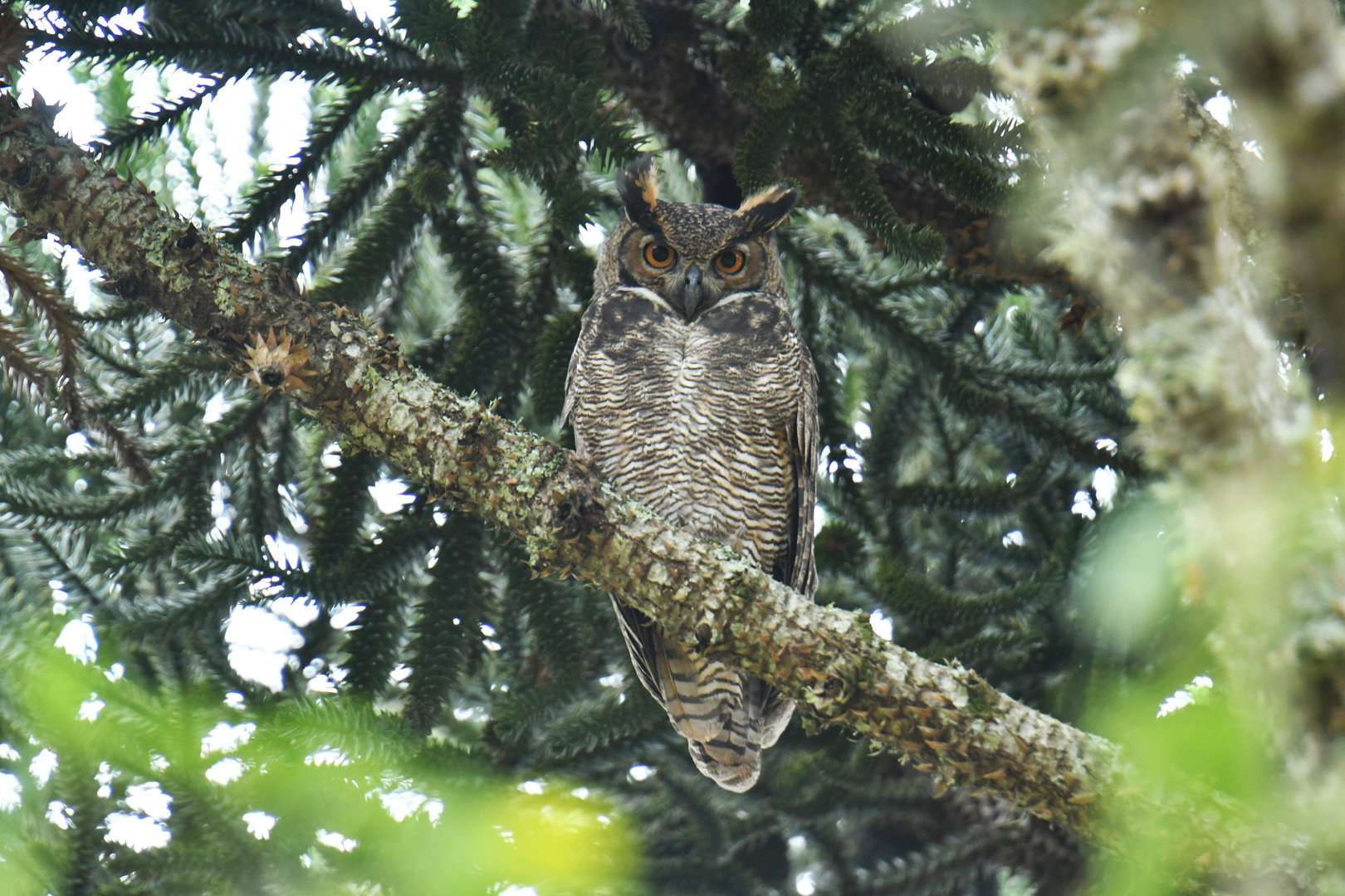Great Horned Owl Bubo virginianus