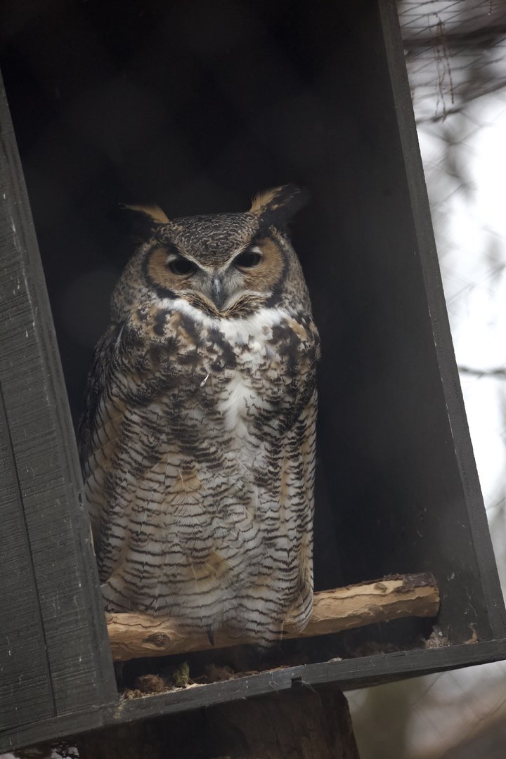 Great horned owl/ Bubo virginianus