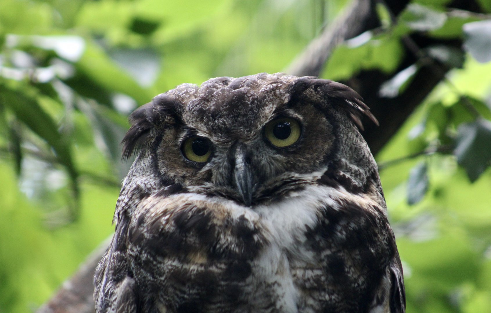 Great Horned Owl (Bubo virginianus)