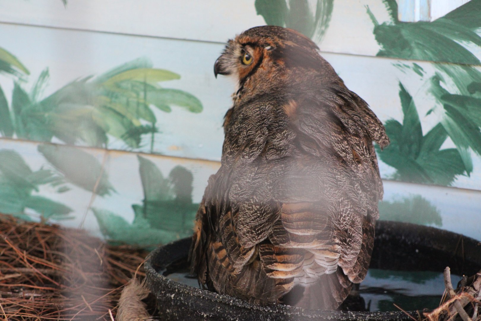 Great Horned Owl (Bubo virginianus)