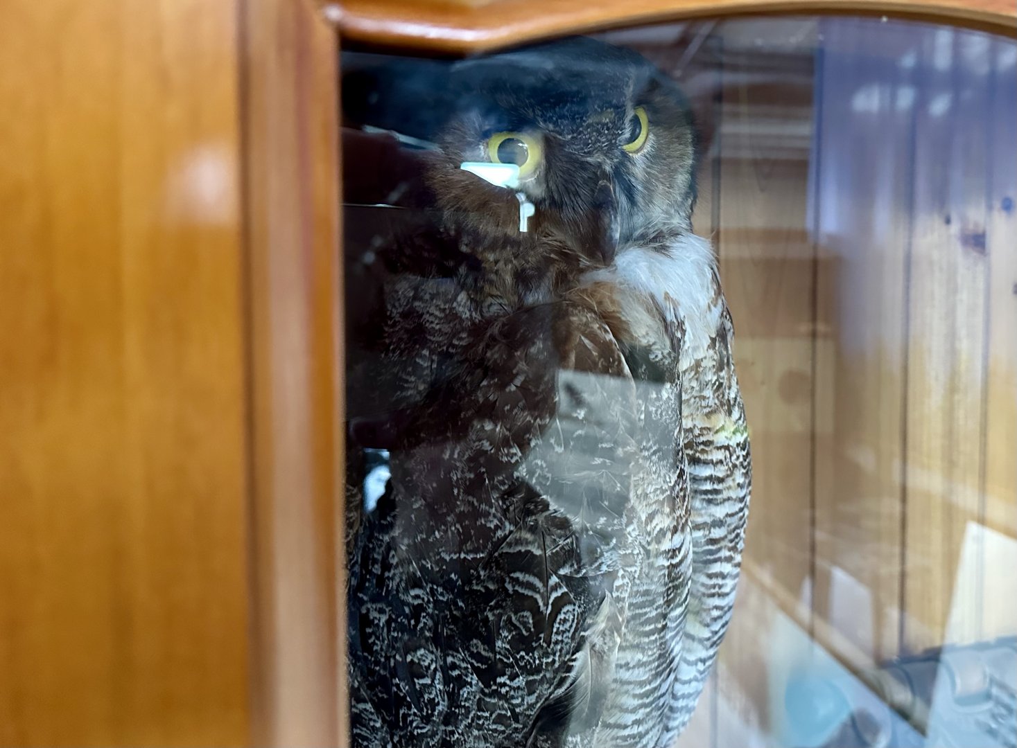 Great horned owl (Bubo virginianus)