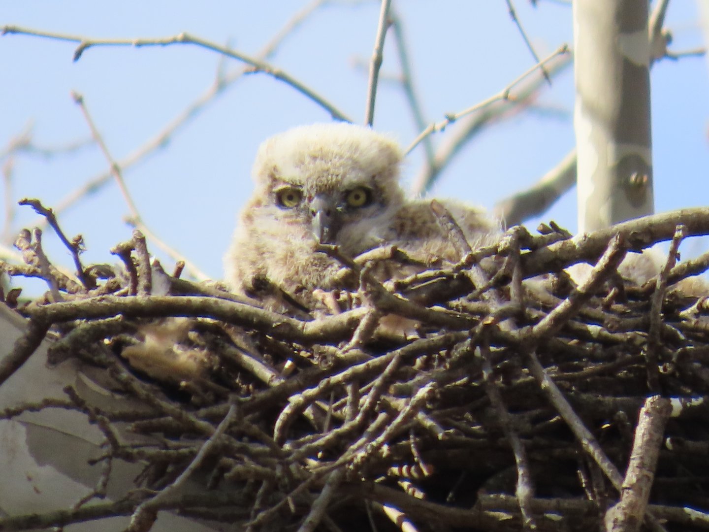 Great Horned Owl (Bubo virginianus)
