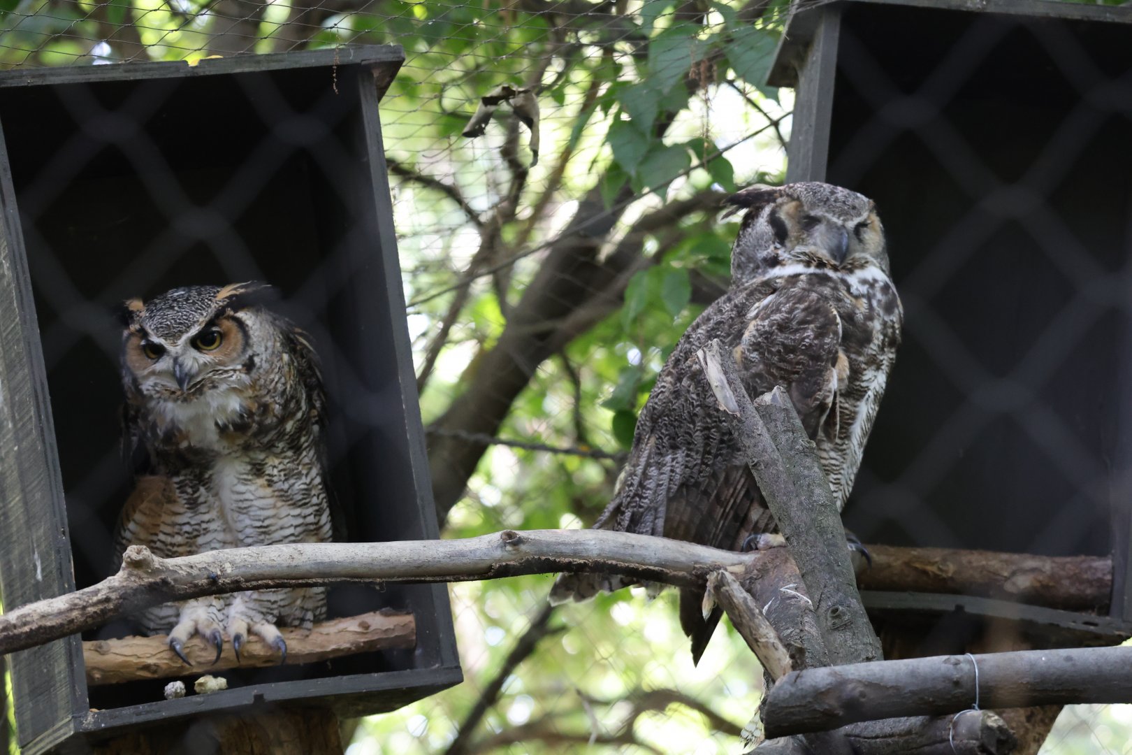Great horned owl (Bubo virginianus)