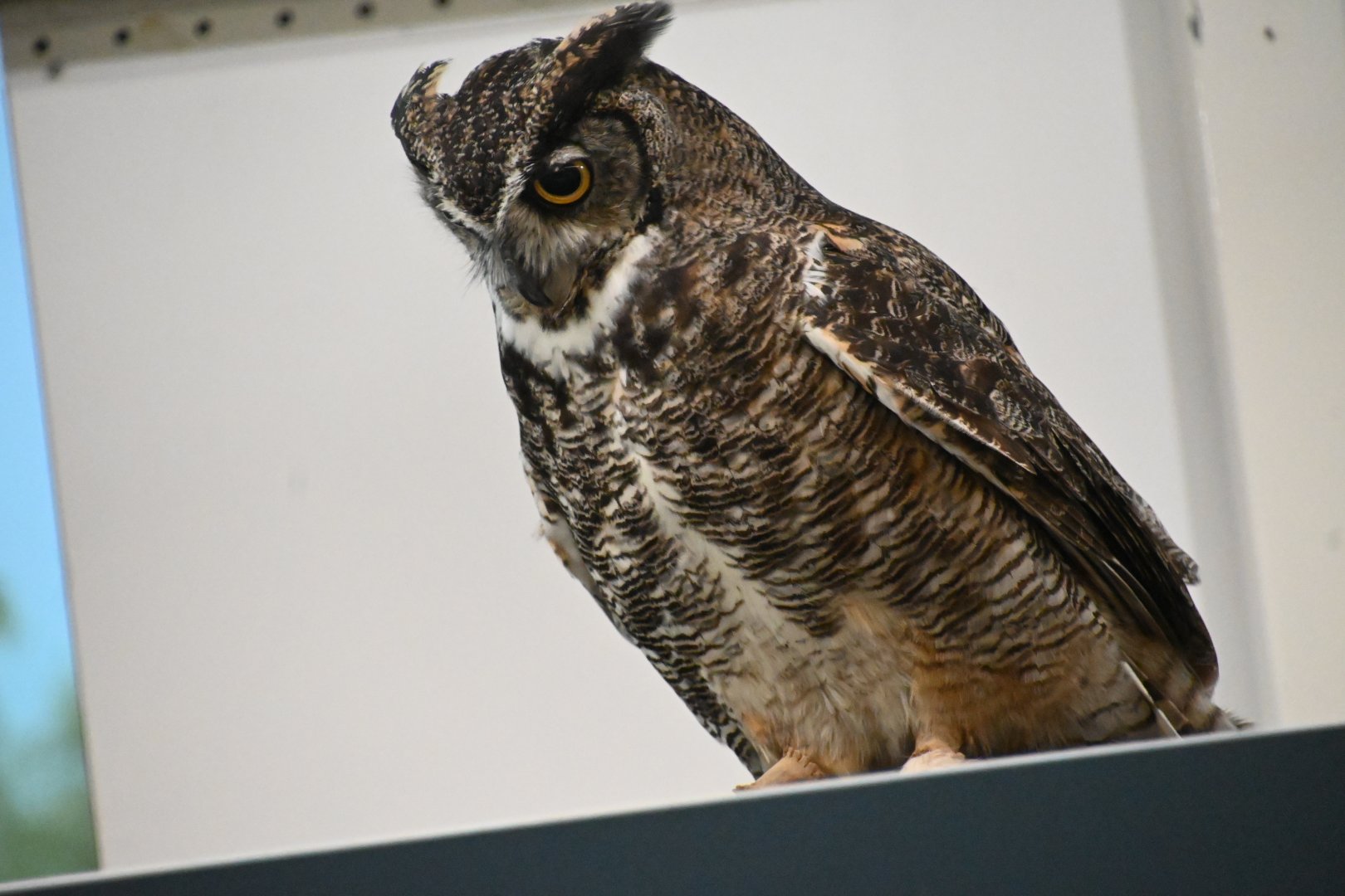 Great horned owl (Bubo virginianus)