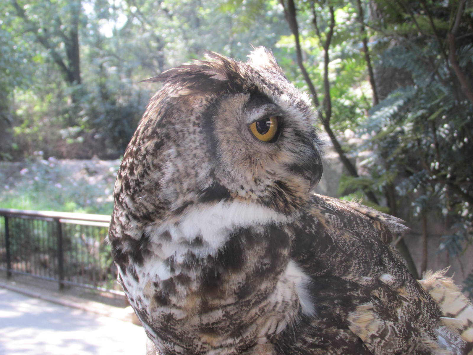 great horned owl chapultepec zoo