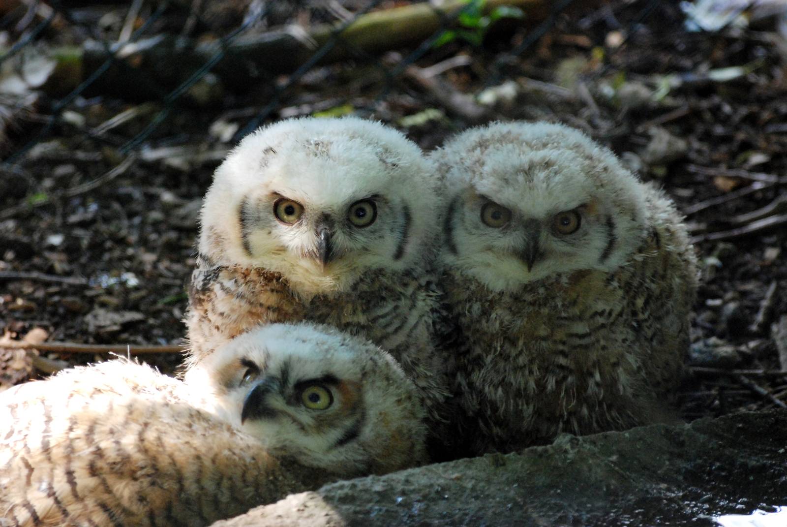 Great Horned Owl Chicks at De Paay, 02/06/12