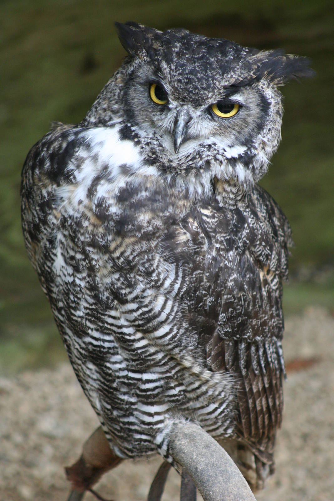 Great Horned Owl @ Cotswold Falconry; 24.10.2014
