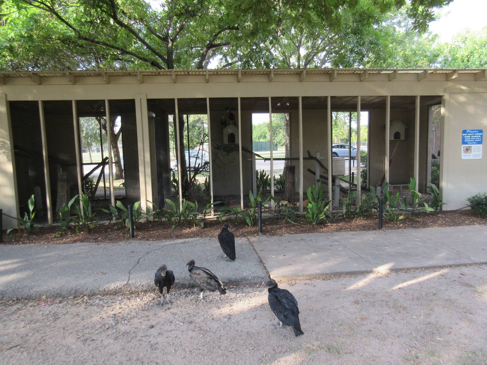 Great Horned Owl + Crested Caracara Exhibits (plus wild Black Vultures)