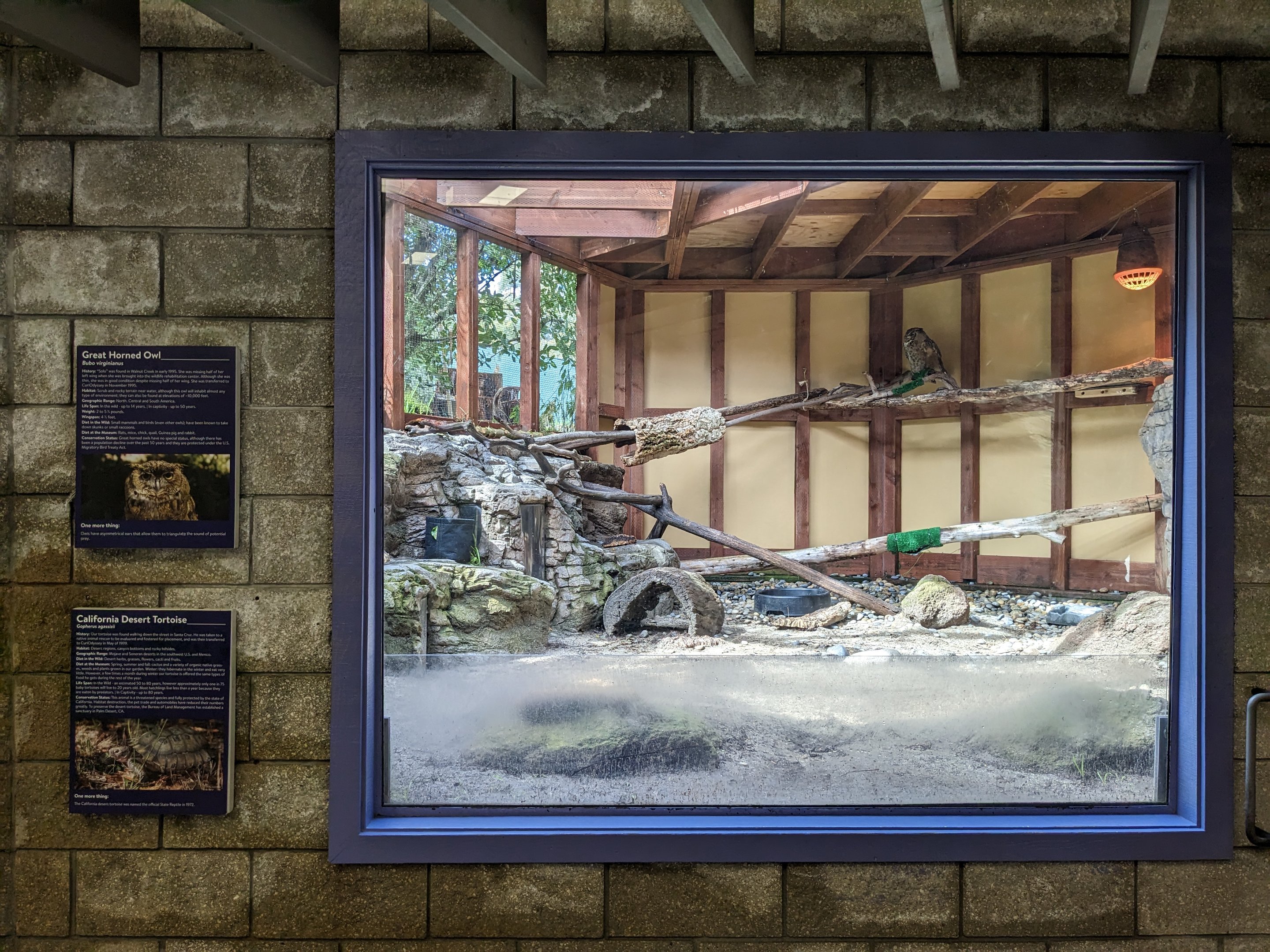 Great horned owl/Desert tortoise