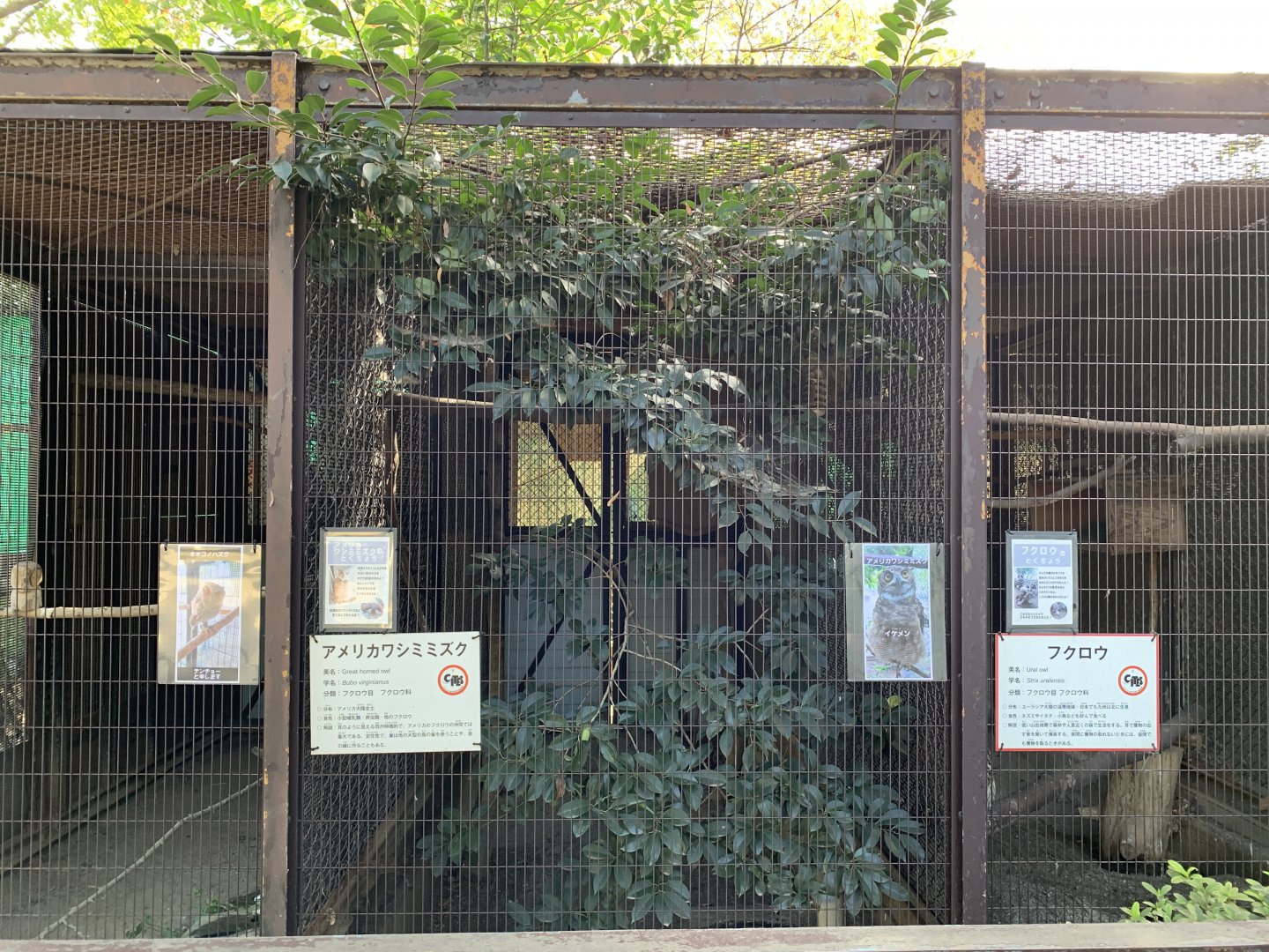 Great Horned Owl Enclosure (Himeji City Zoo)