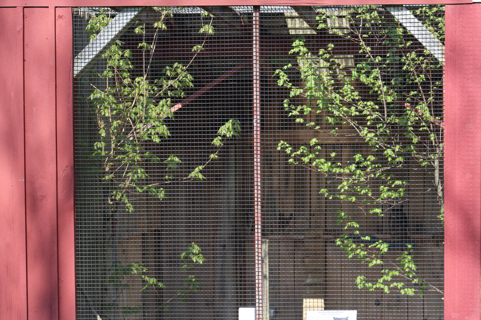 Great Horned Owl Enclosure