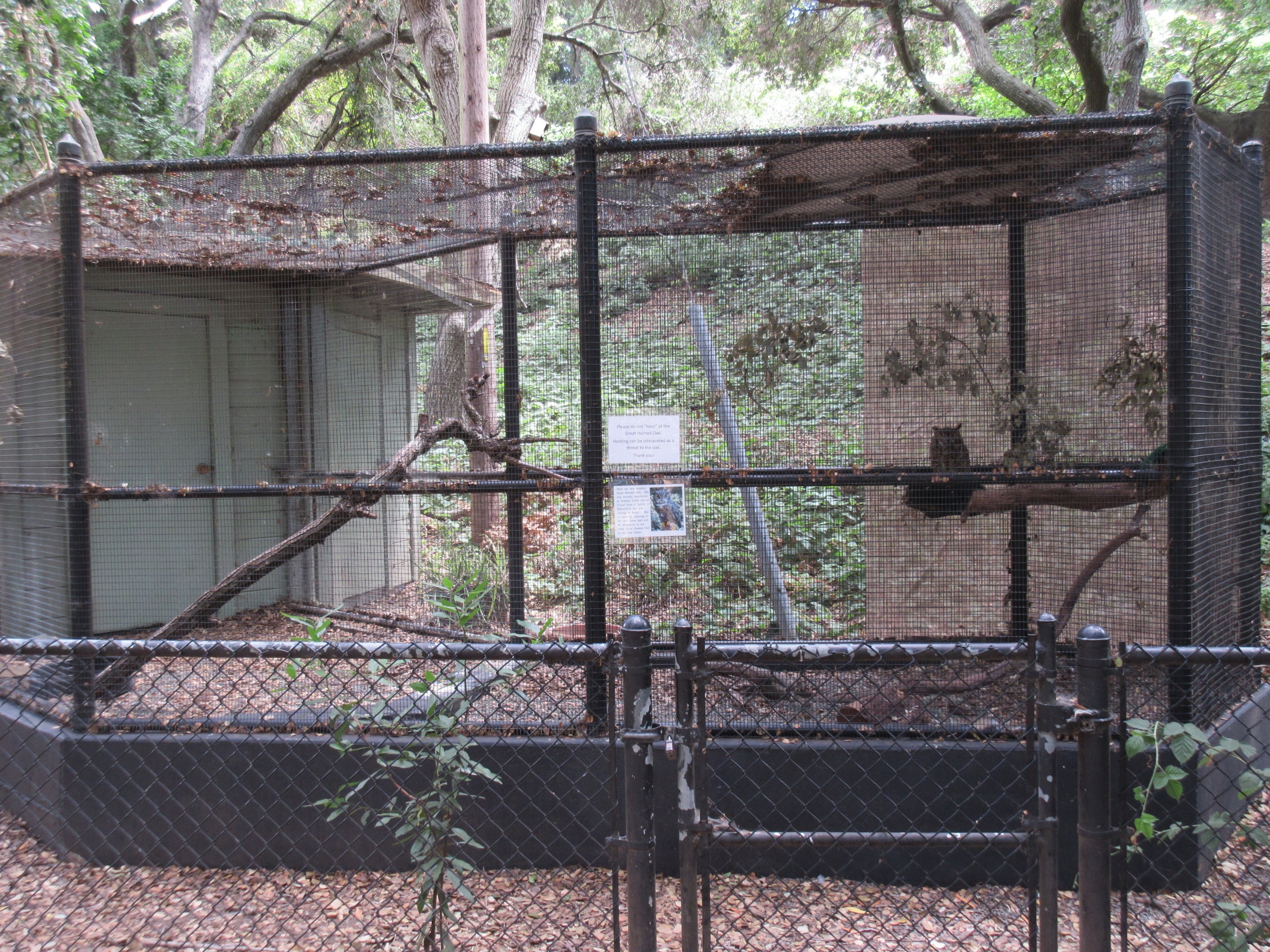 Great Horned Owl Exhibit #1