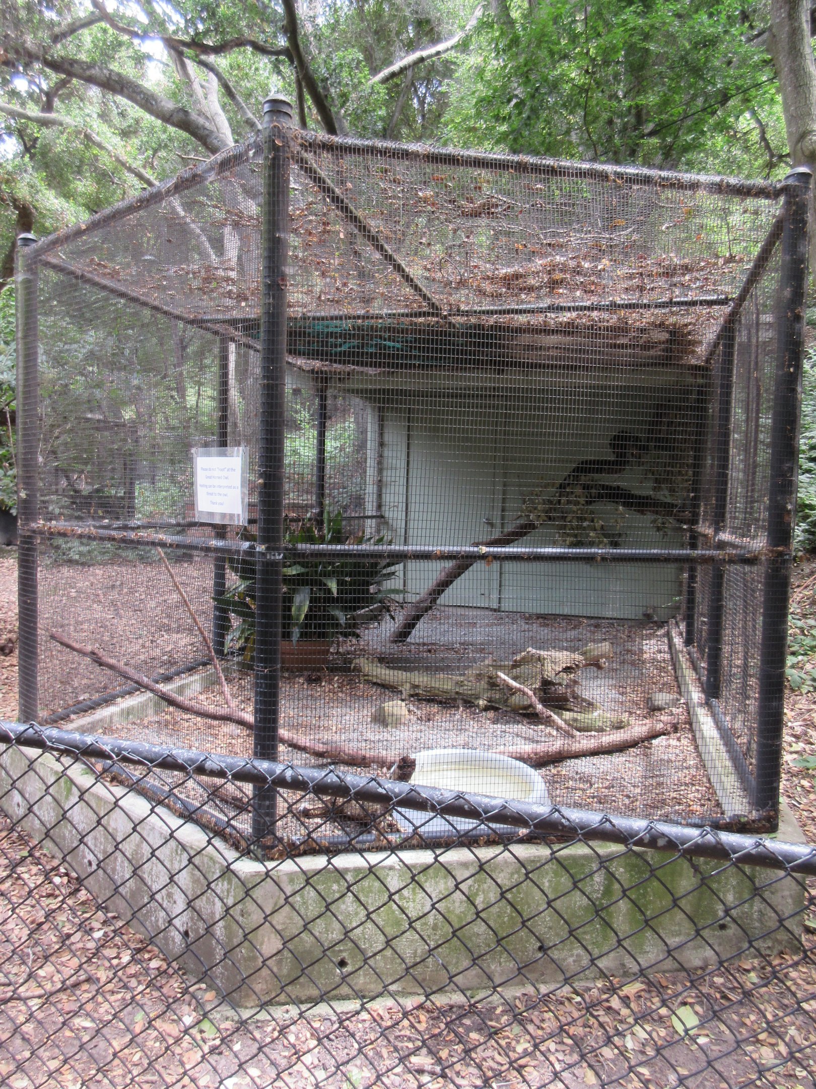 Great Horned Owl Exhibit #2