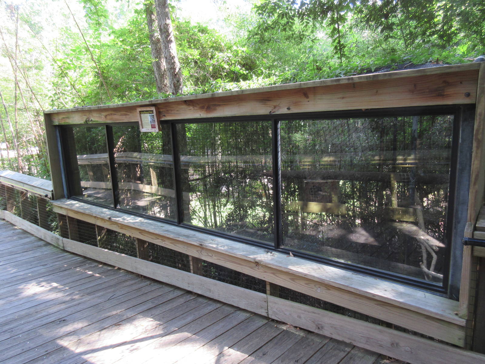 Great Horned Owl Exhibit - Upper Viewing Area (aviary continues below)