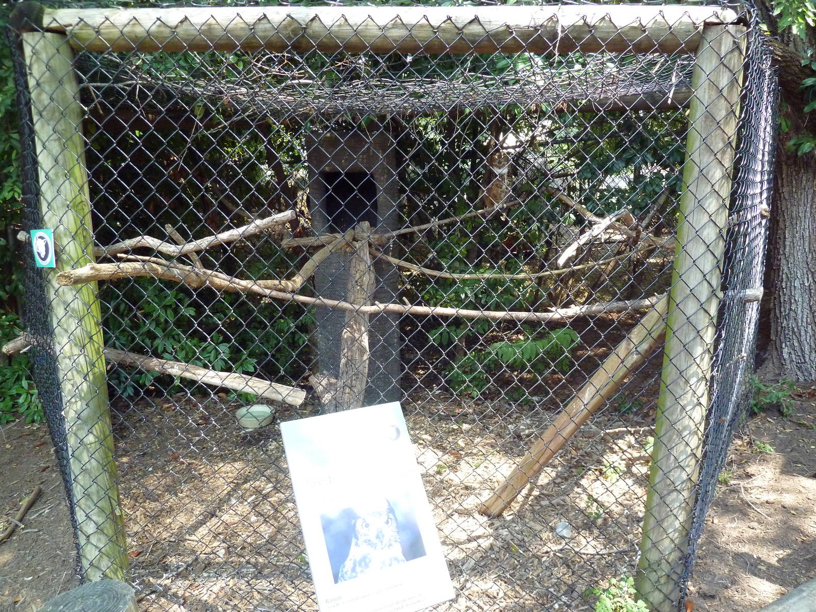 Great Horned Owl Exhibit