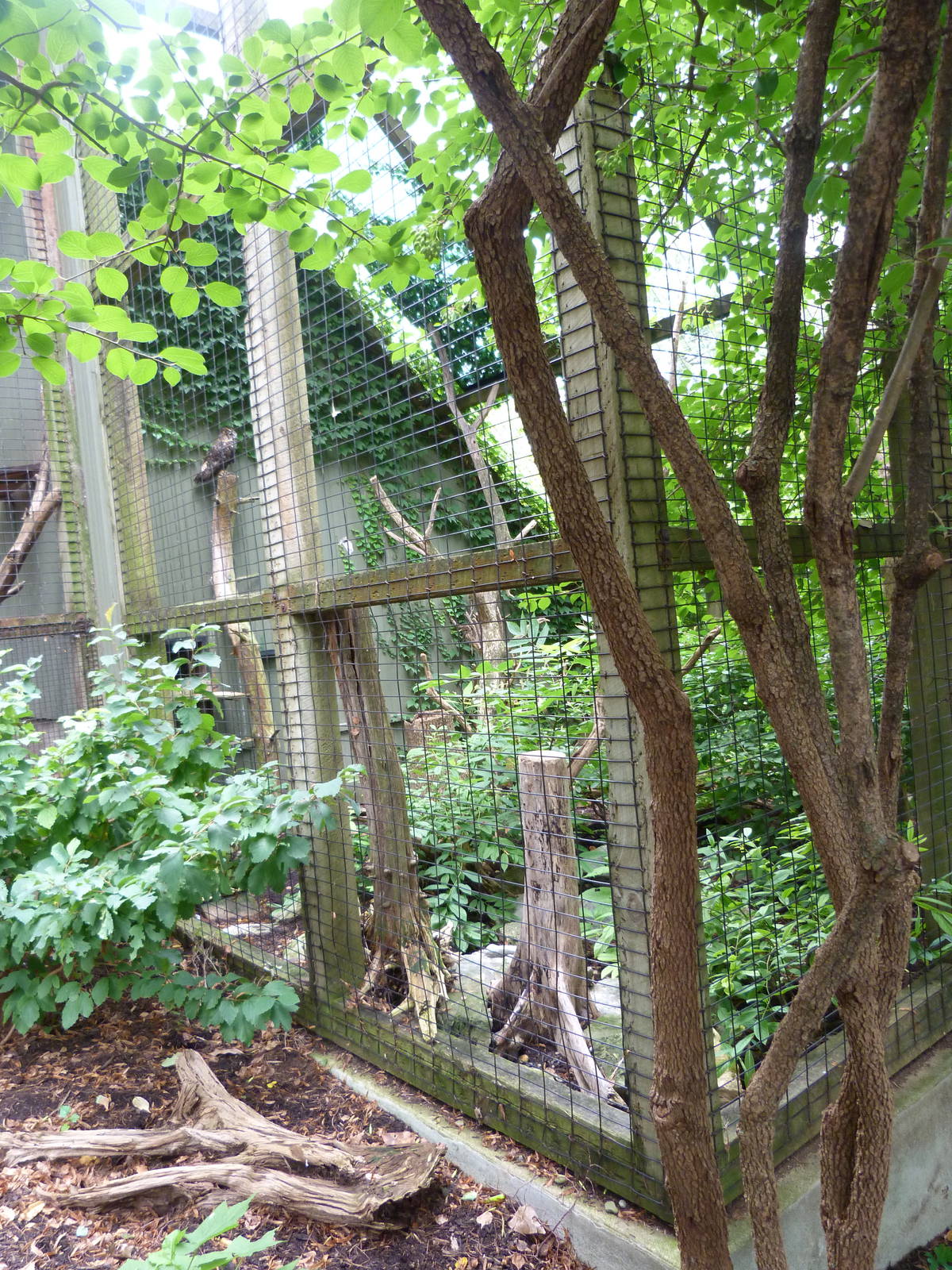 Great Horned Owl Exhibit