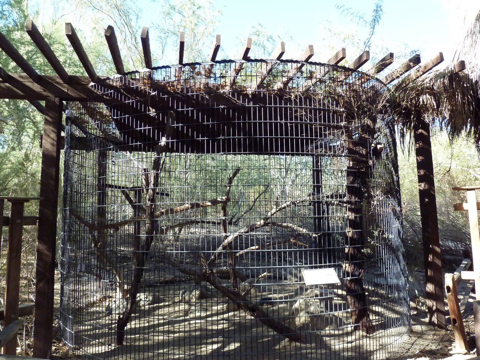 Great Horned Owl Exhibit
