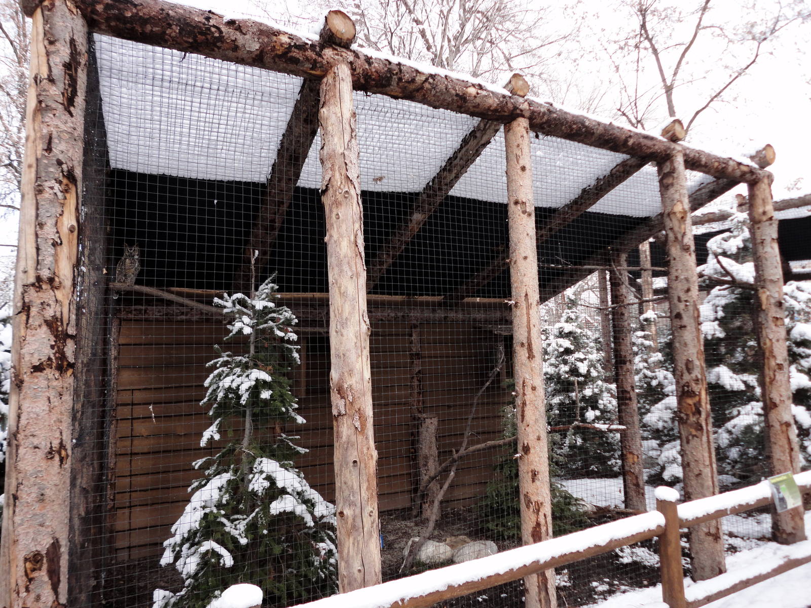 Great Horned Owl Exhibit