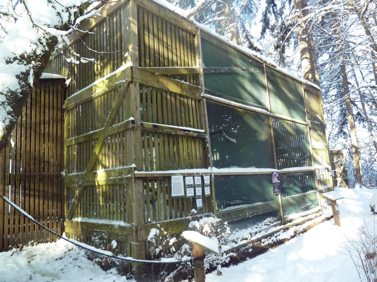 Great Horned Owl Exhibit