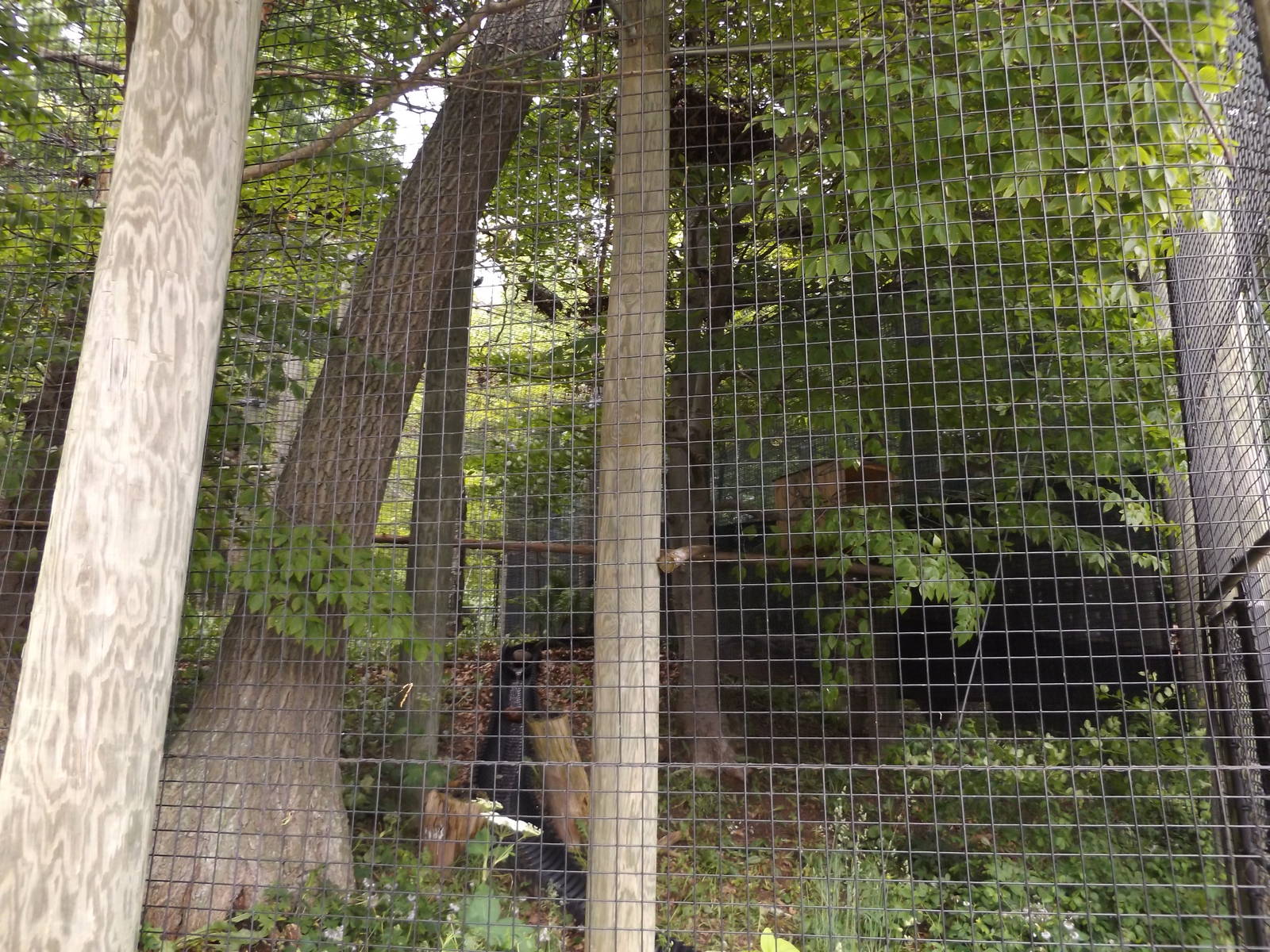 Great Horned Owl Exhibit