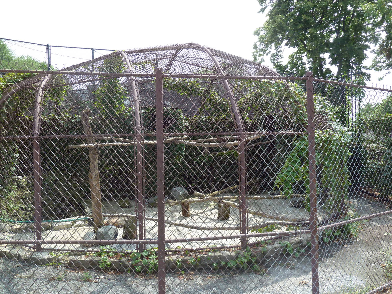 Great Horned Owl Exhibit