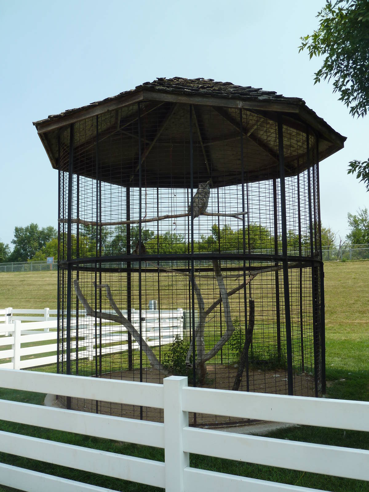Great Horned Owl Exhibit