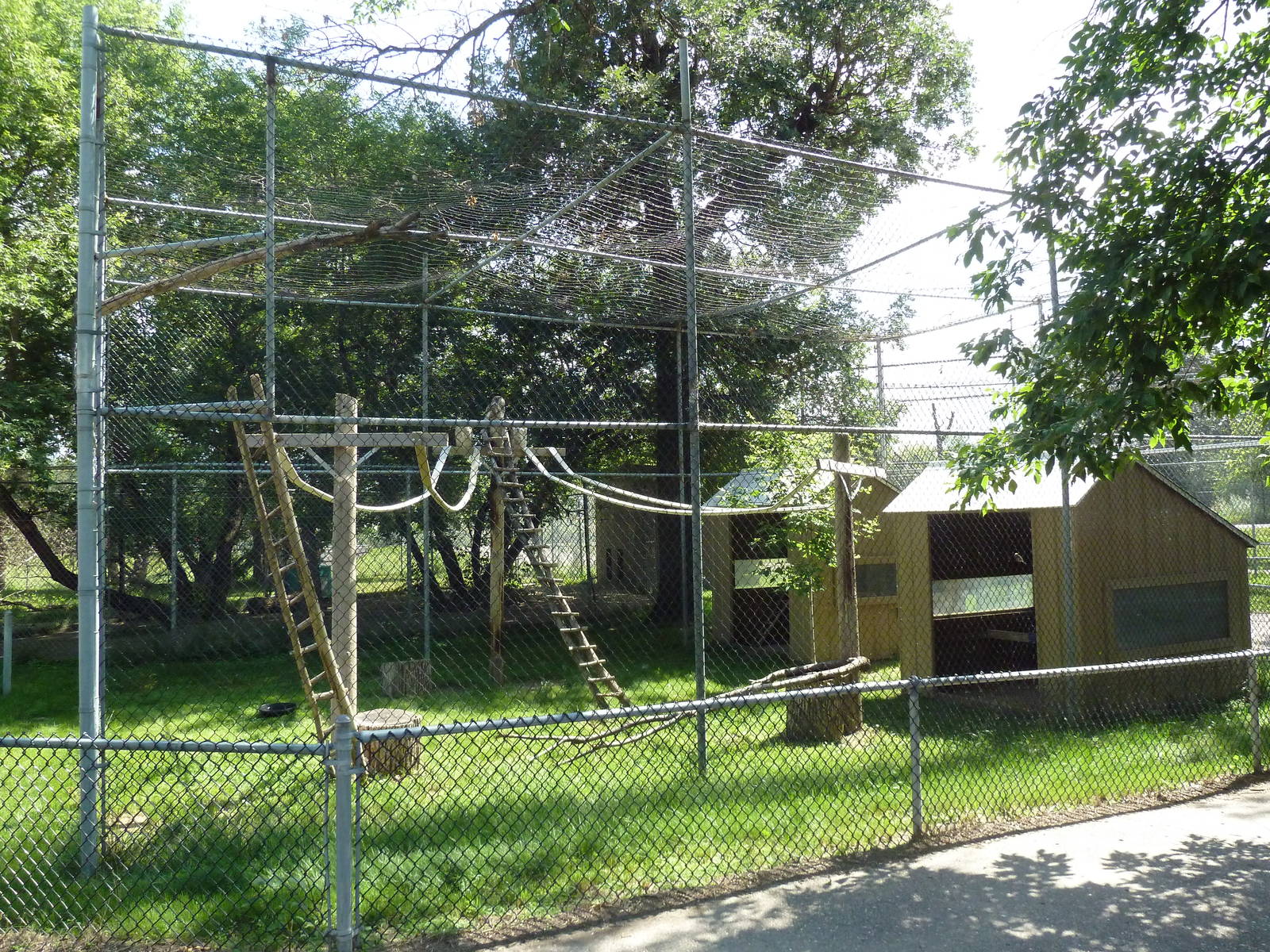 Great Horned Owl Exhibit