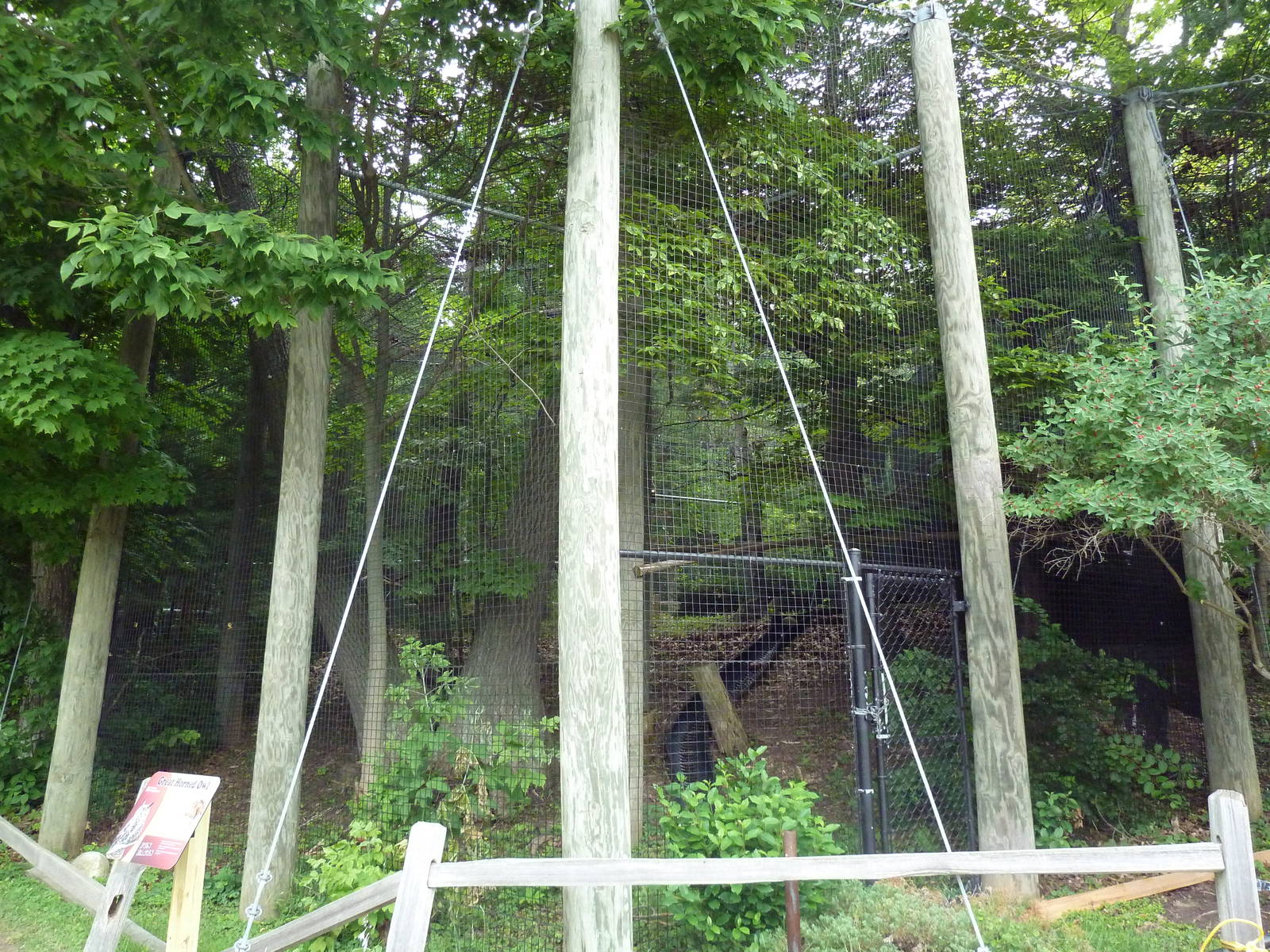 Great Horned Owl Exhibit