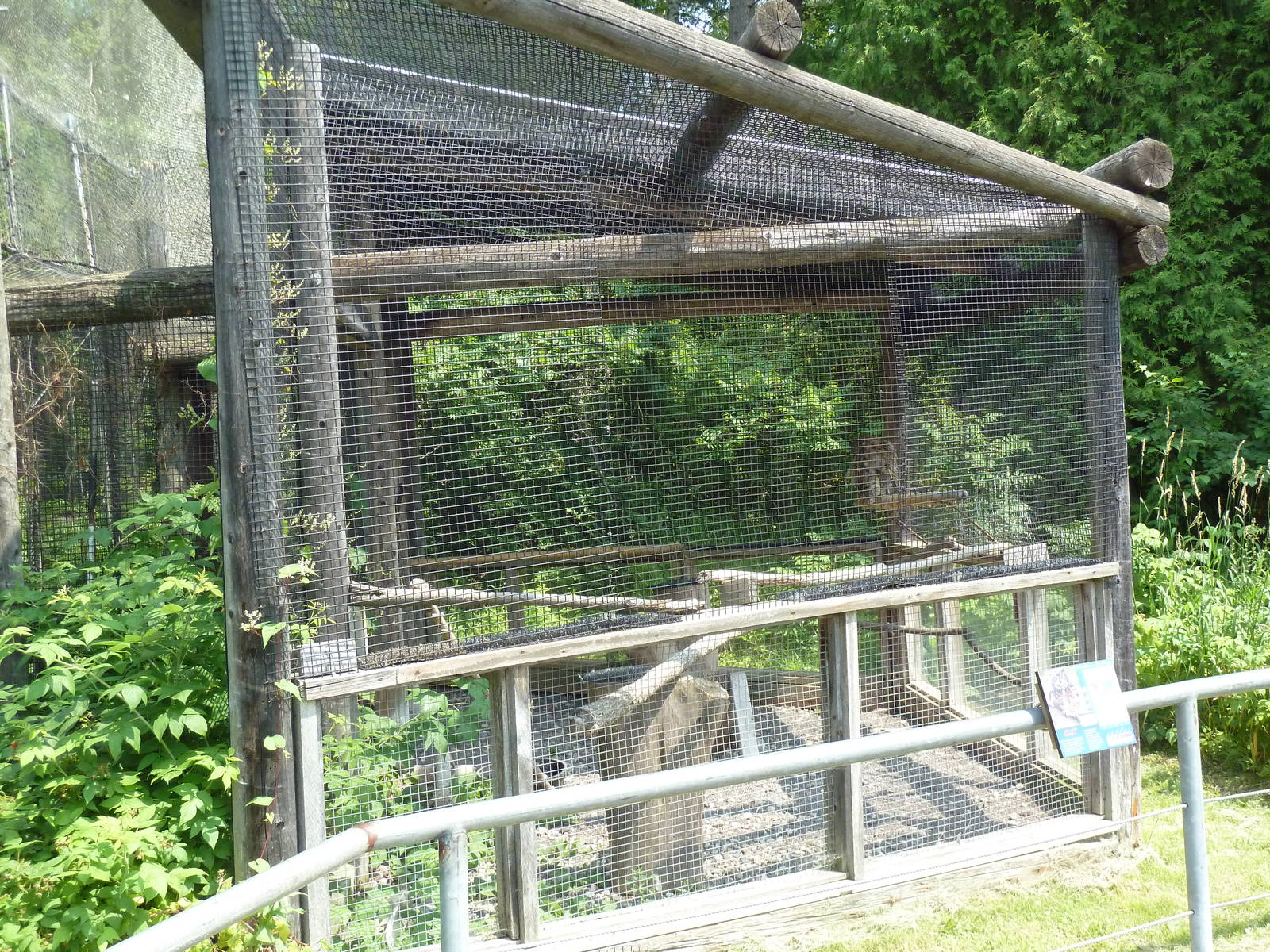 Great Horned Owl Exhibit