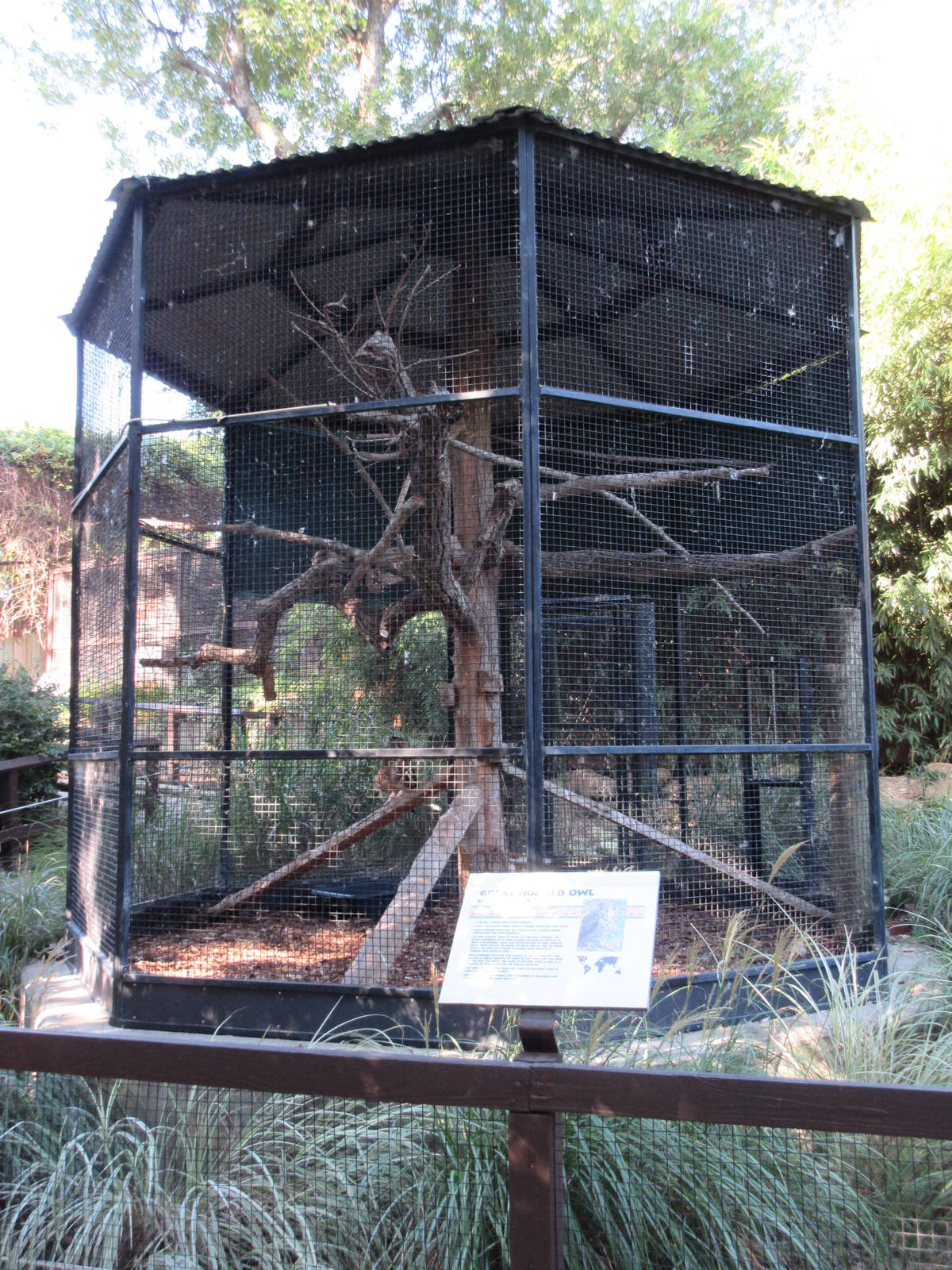Great Horned Owl Exhibit