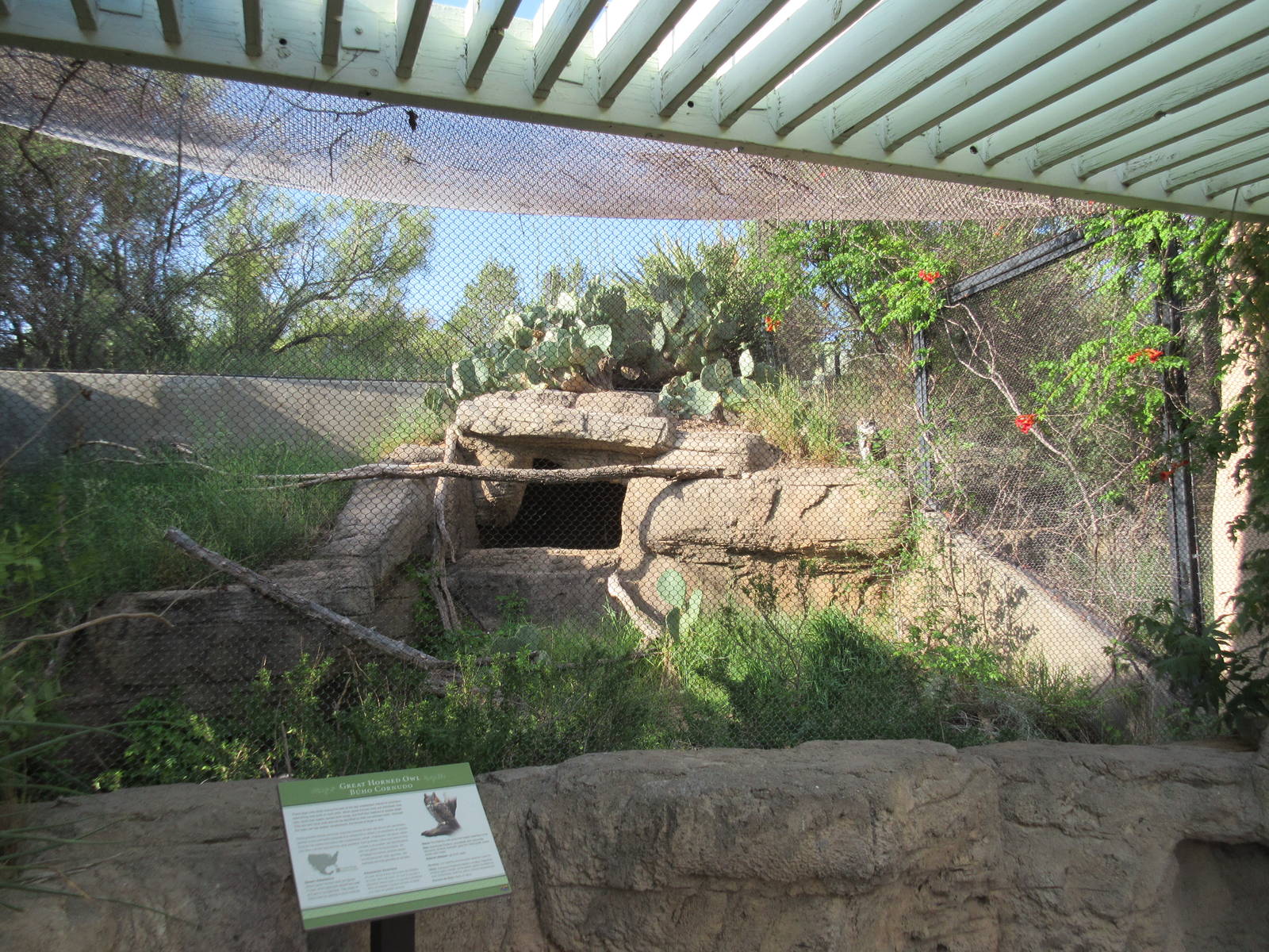 Great Horned Owl Exhibit