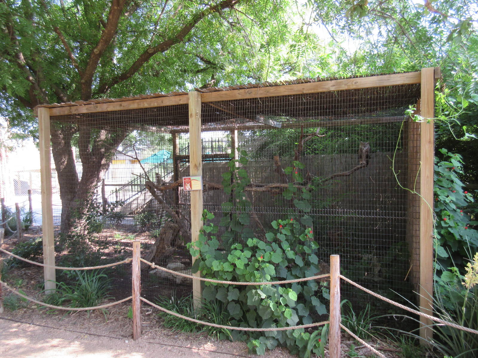 Great Horned Owl Exhibit